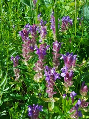 Scutellaria altaica
