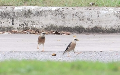 Acridotheres leucocephalus