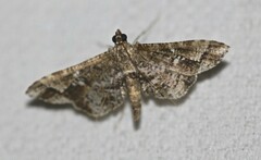Merodictya marmorata