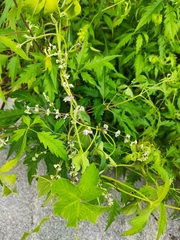Vitex negundo heterophylla