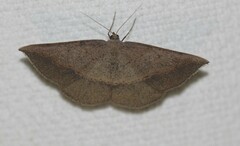 Taxeotis perlinearia