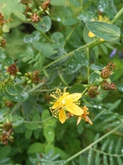 Hypericum maculatum obtusiusculum