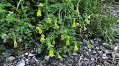 Codonopsis kawakamii