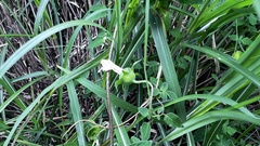 Codonopsis kawakamii
