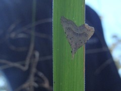 Trigonistis asthenopa