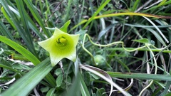 Codonopsis kawakamii