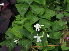 Oxalis triangularis triangularis