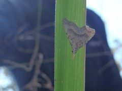 Trigonistis asthenopa