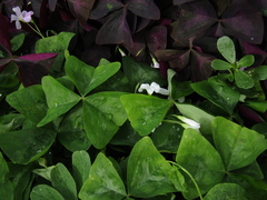 Oxalis triangularis triangularis