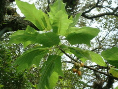 Vasconcellea quercifolia