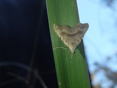 Trigonistis asthenopa