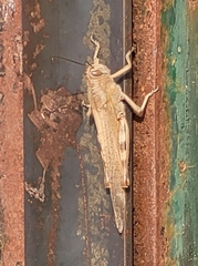 Anacridium aegyptium