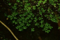 Callitriche obtusangula