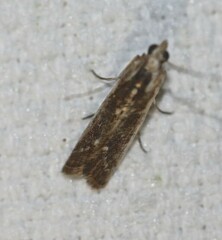 Cathyalia pallicostalis