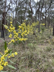 Acacia leprosa uninervia