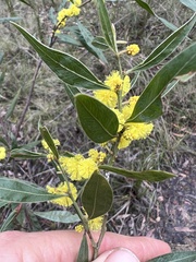 Acacia leprosa uninervia