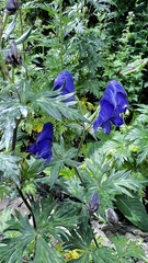 Aconitum fukutomei