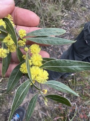 Acacia leprosa uninervia