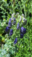 Aconitum fukutomei