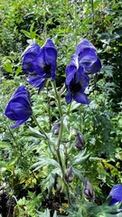 Aconitum fukutomei