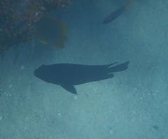 Neoglyphidodon melas