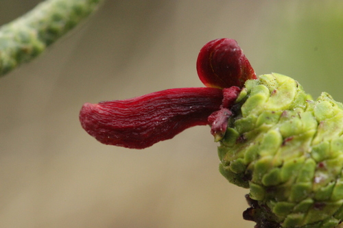 alder tongue gall