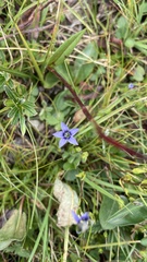 Gentianella azurea