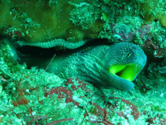 Gymnothorax nudivomer