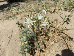 Pancratium maritimum