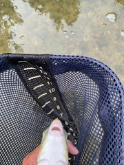 Moxostoma pisolabrum