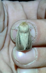 Sesamia nonagrioides