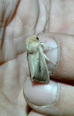 Sesamia nonagrioides