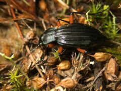 Carabus galicianus