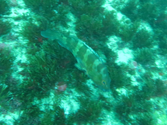 Epinephelus rivulatus