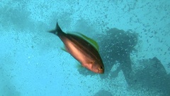 Parapristipoma trilineatum