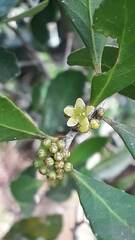 Maytenus cassineformis