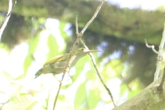 Arachnothera modesta