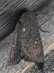 Neumichtis prolifera