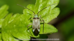 Adelphocoris fasciaticollis