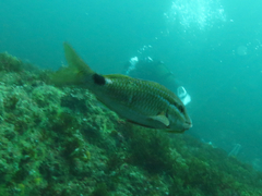 Parupeneus rubescens