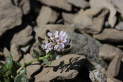 Noccaea rotundifolia