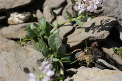 Noccaea rotundifolia