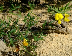 Crotalaria humilis