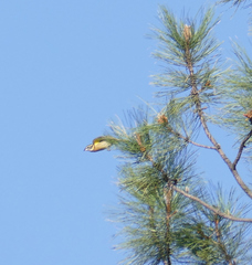 Pheucticus melanocephalus