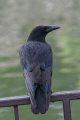 Corvus corone