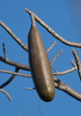 Entandrophragma caudatum