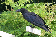 Corvus macrorhynchos