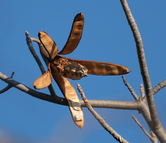 Entandrophragma caudatum