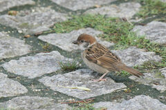 Passer montanus