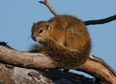 Paraxerus cepapi cepapi